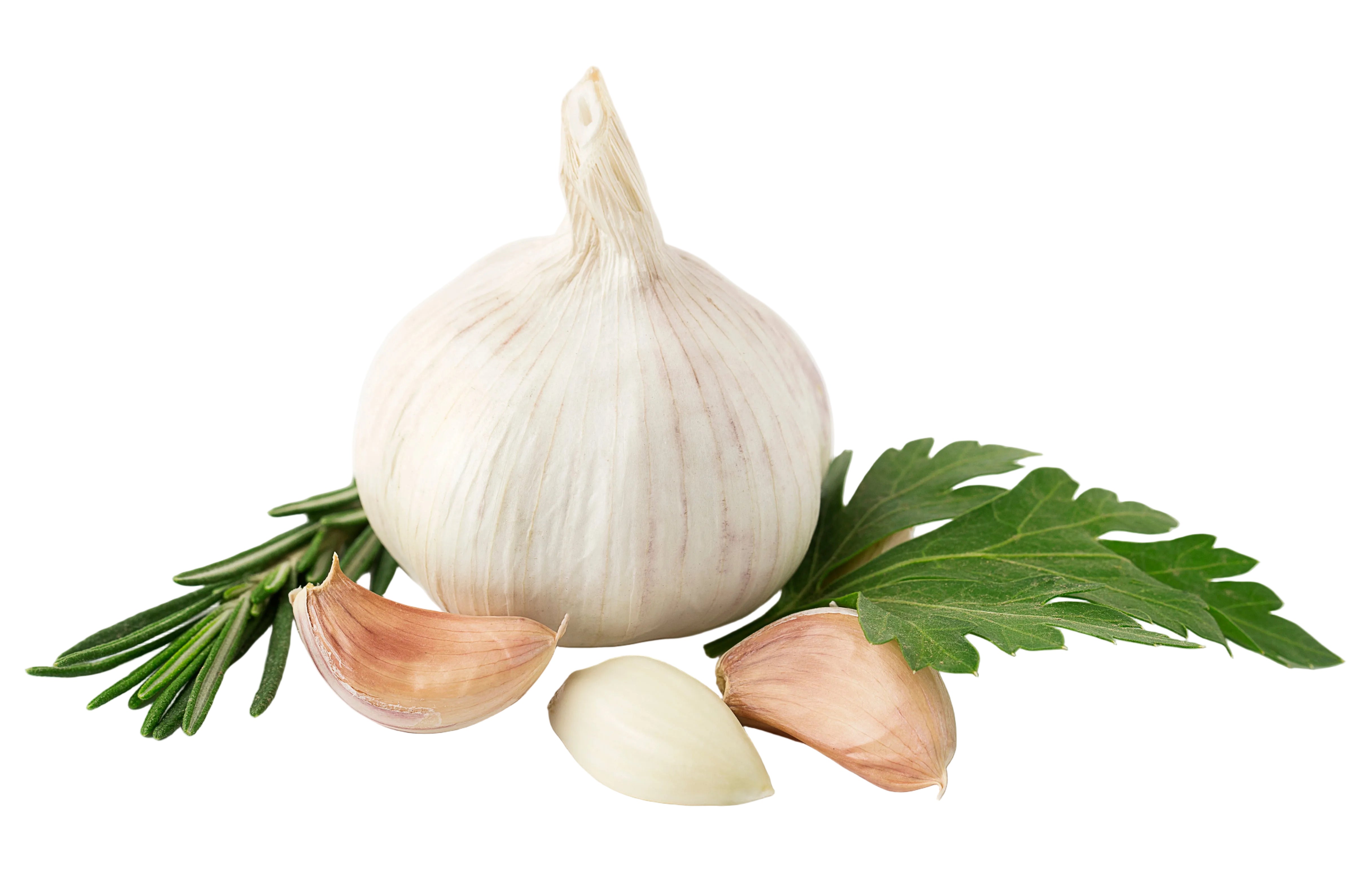 Aglio Italia 1 Testa